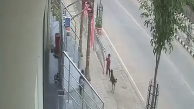 viral-video-of-street-dog-sudden-attack-on-18-month-old-telangana-boy-divides-internet